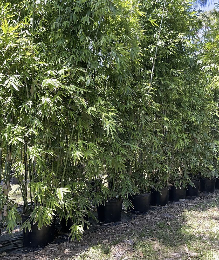 bambusa-chungii-tropical-blue-bamboo