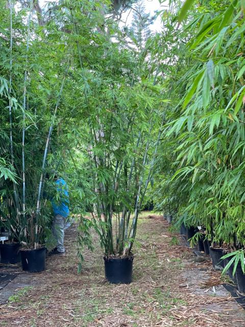 bambusa-chungii-tropical-blue-bamboo