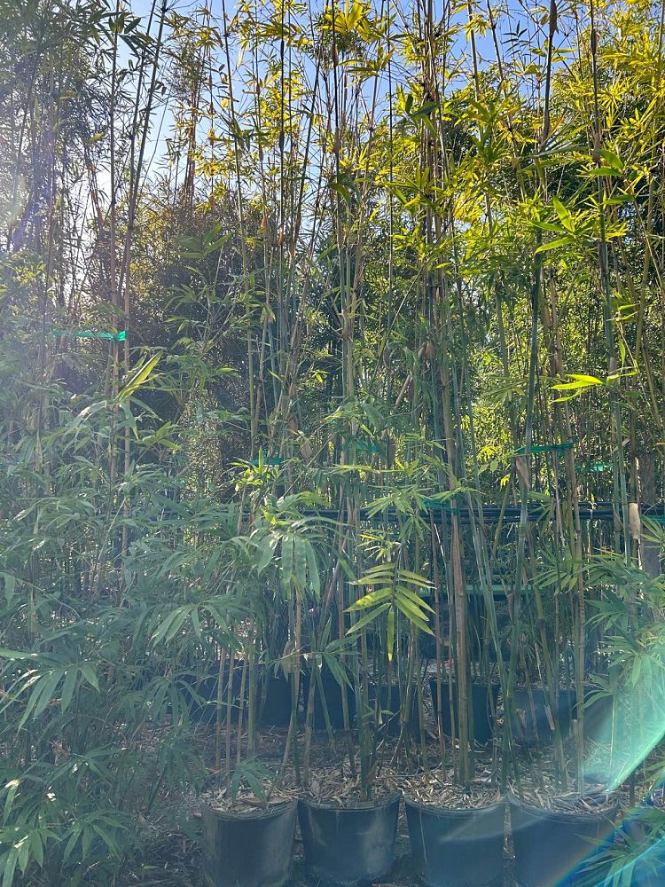 bambusa-chungii-tropical-blue-bamboo