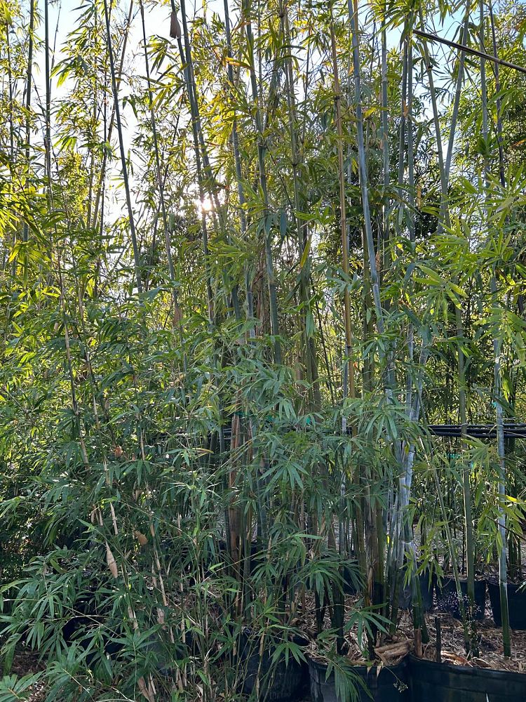 bambusa-chungii-tropical-blue-bamboo
