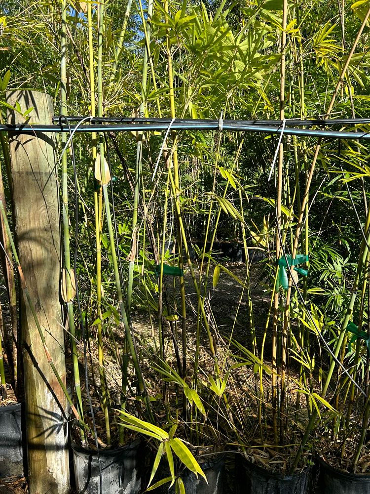 bambusa-chungii-tropical-blue-bamboo