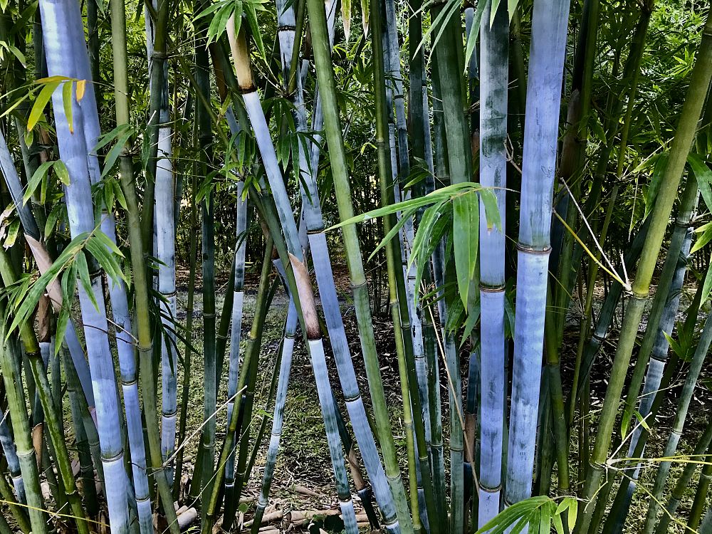 bambusa-chungii-tropical-blue-bamboo