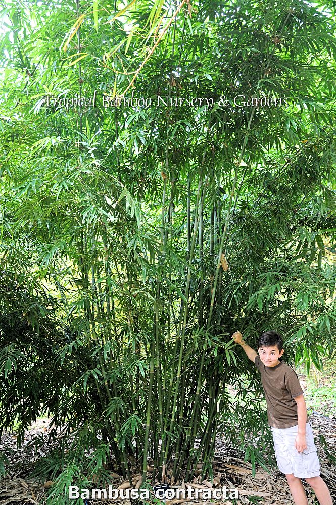 bambusa-contracta-contracta-bamboo