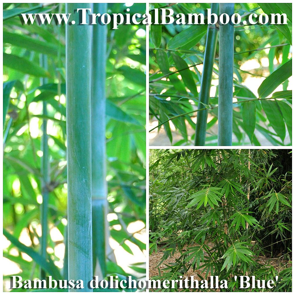 bambusa-dolichomerithalla-blue-tropical-blue-bamboo