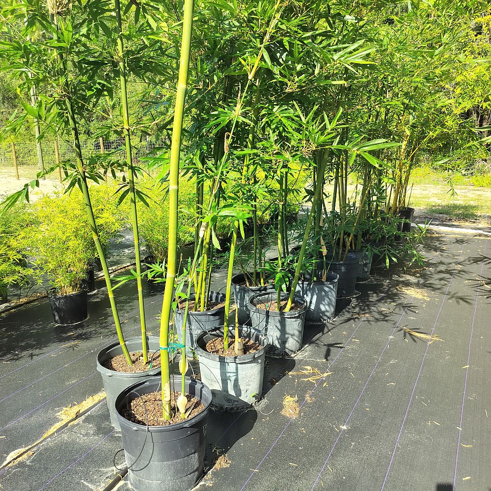 bambusa-dolichomerithalla-silverstripe-silverstripe-bamboo