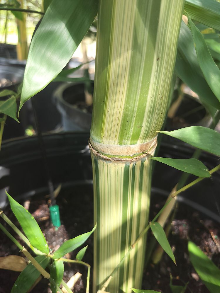 bambusa-dolichomerithalla-silverstripe-silverstripe-bamboo