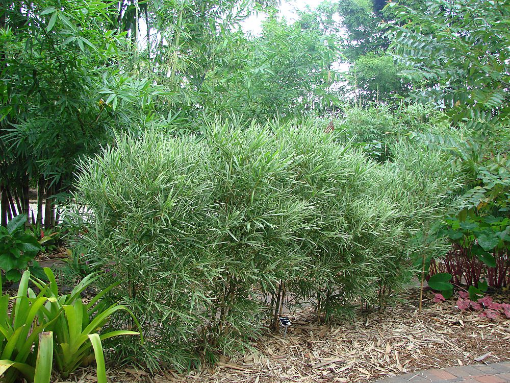 bambusa-dwarf-malay-variegated-dwarf-malay-variegated-bamboo