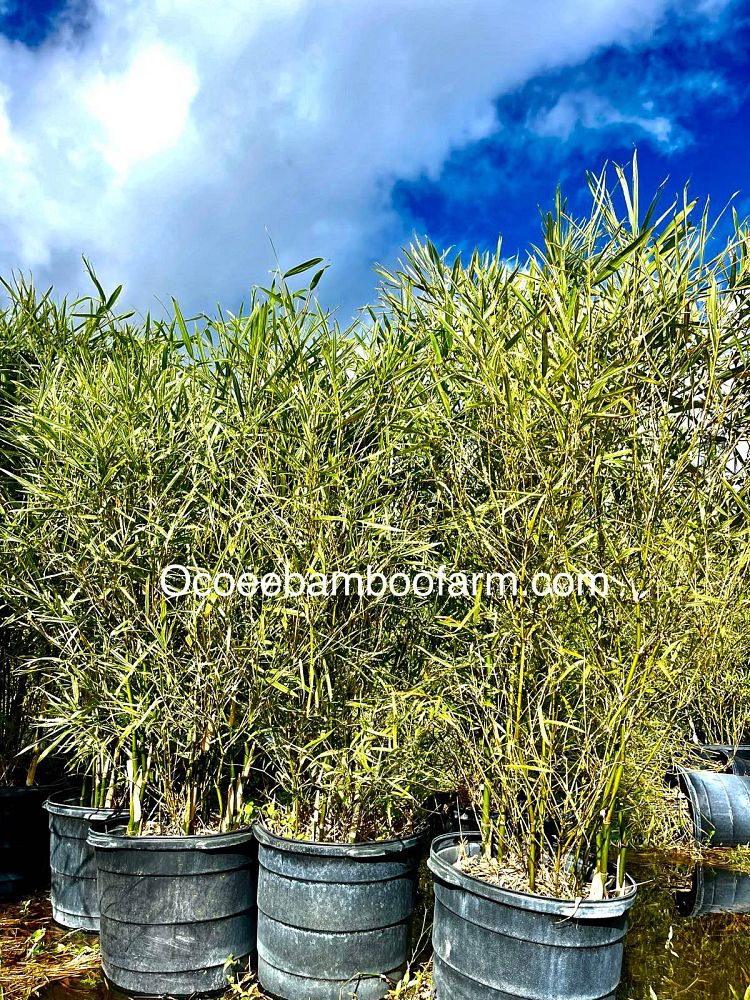 bambusa-dwarf-malay-variegated-dwarf-malay-variegated-bamboo