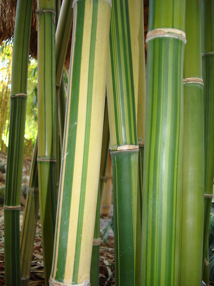 bambusa-emeiensis-flavidorivens-bamboo-yellow-bambusa-affinis-flavidorivens