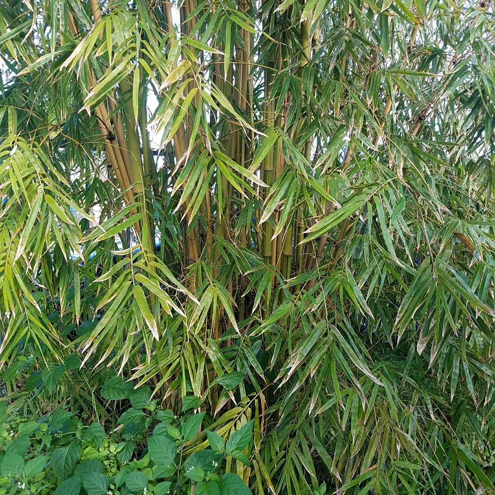 bambusa-emeiensis-flavidorivens-bamboo-yellow-bambusa-affinis-flavidorivens