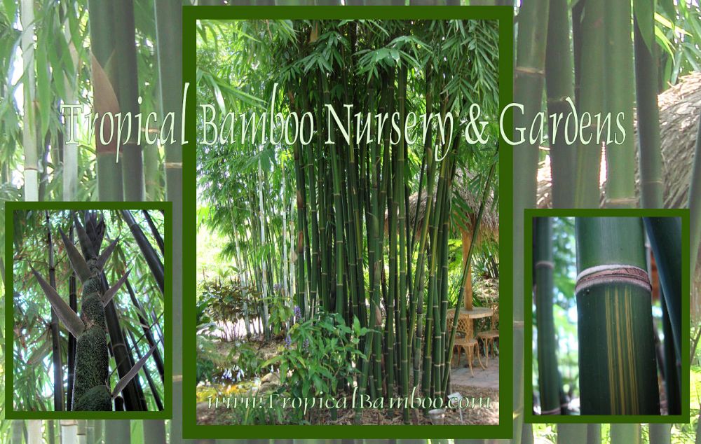 bambusa-emeiensis-viridiflavus-yin-yang-bamboo-bambusa-affinis-viridiflavus