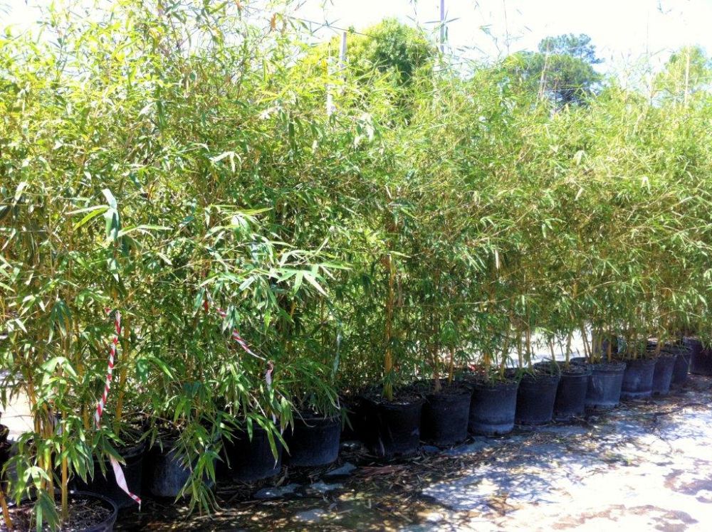 Tropical Bamboo Nursery Gardens Plantant Bambusa Eutuldoides Viridivittata Asian Lemon Bamboo