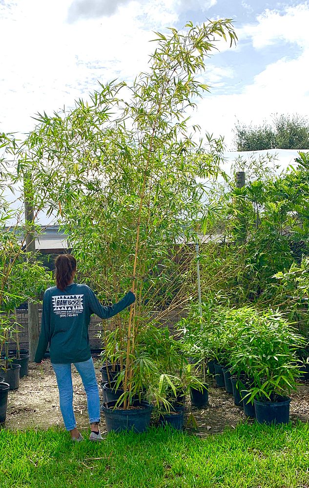 Bamboo And Orchid Gardens Davie Fl | Fasci Garden