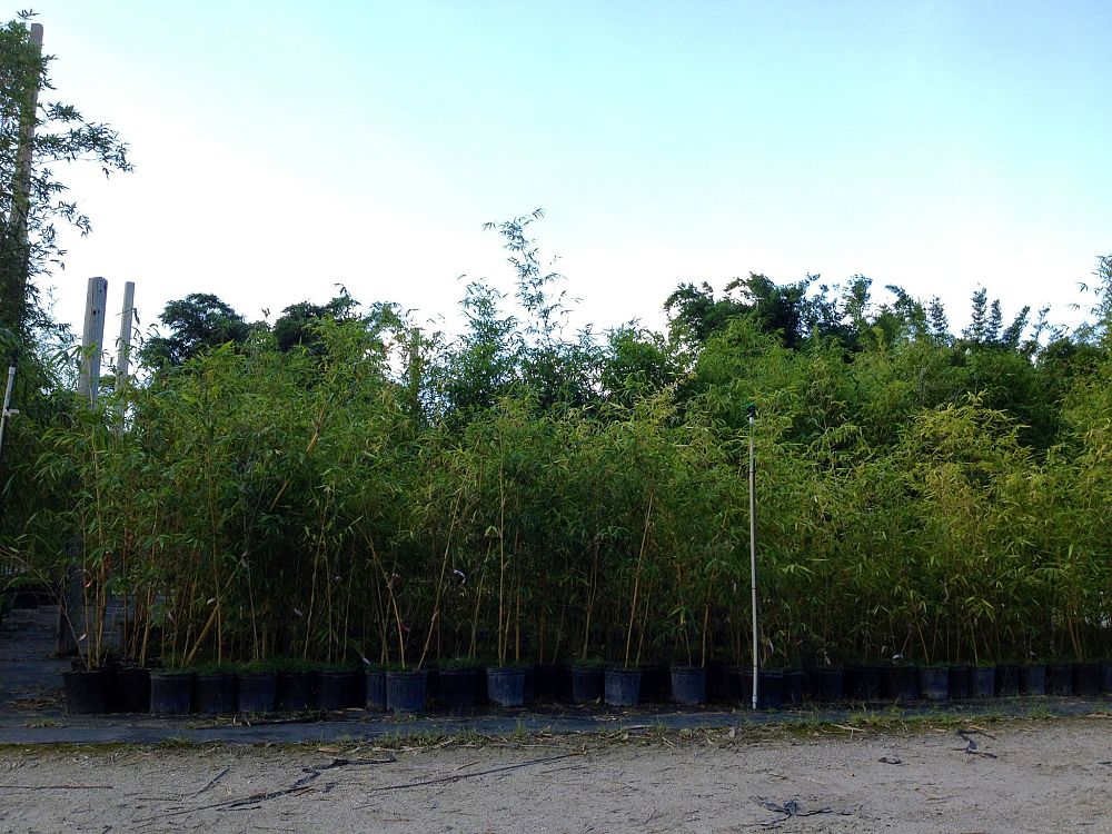 bambusa-eutuldoides-viridivittata-asian-lemon-bamboo