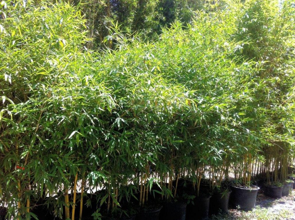 bambusa-eutuldoides-viridivittata-asian-lemon-bamboo