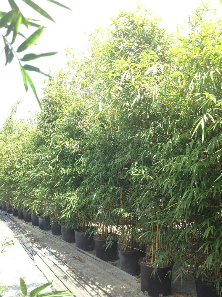 bambusa-eutuldoides-viridivittata-asian-lemon-bamboo