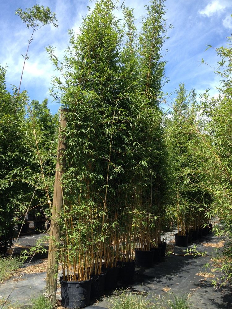 bambusa-eutuldoides-viridivittata-asian-lemon-bamboo