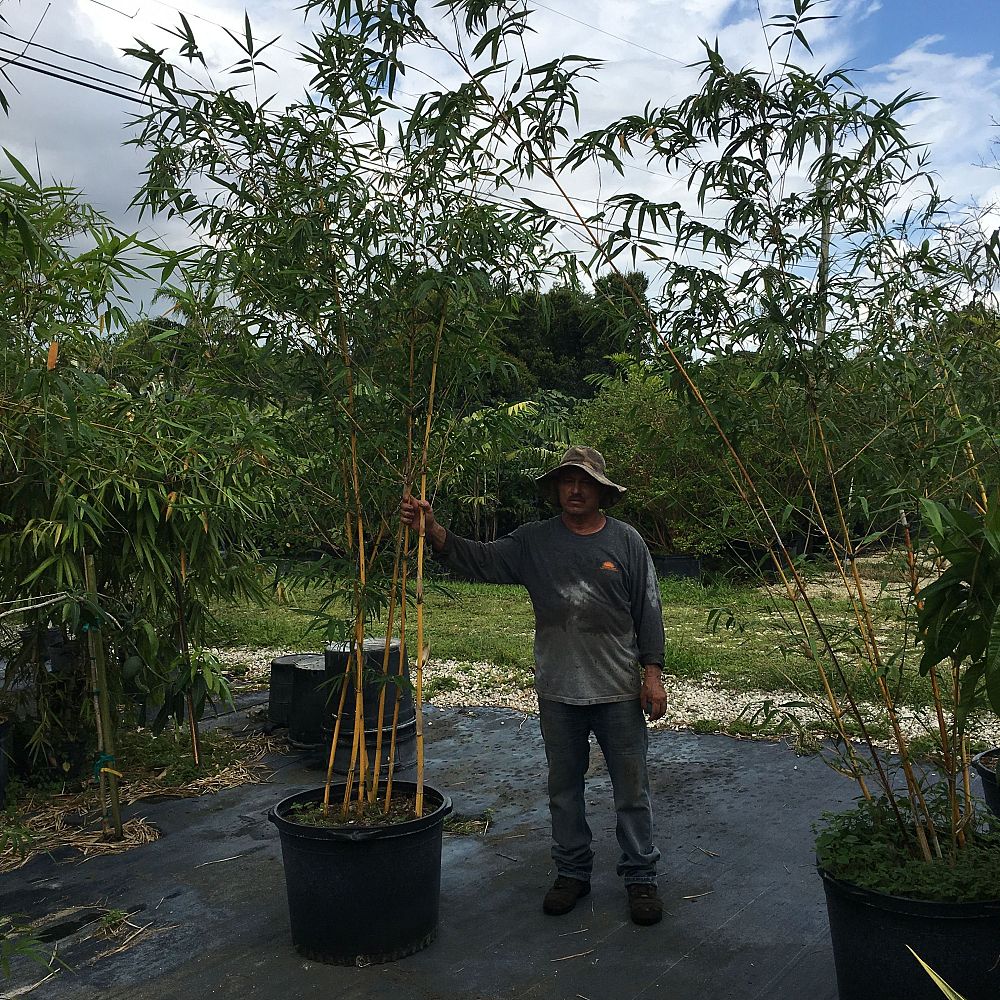 bambusa-eutuldoides-viridivittata-asian-lemon-bamboo