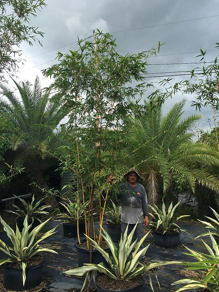 bambusa-eutuldoides-viridivittata-asian-lemon-bamboo