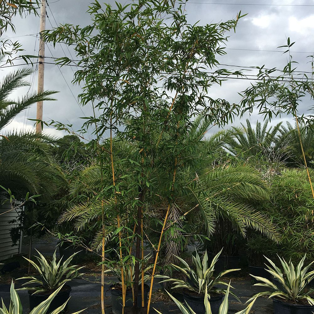 bambusa-eutuldoides-viridivittata-asian-lemon-bamboo
