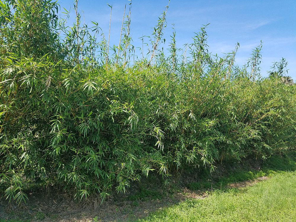 bambusa-eutuldoides-viridivittata-asian-lemon-bamboo
