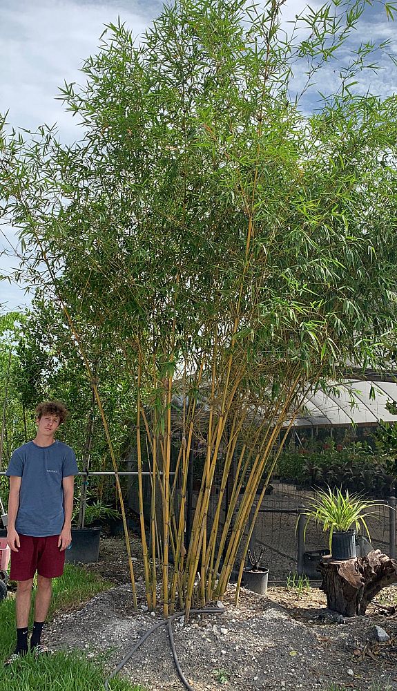 bambusa-eutuldoides-viridivittata-asian-lemon-bamboo