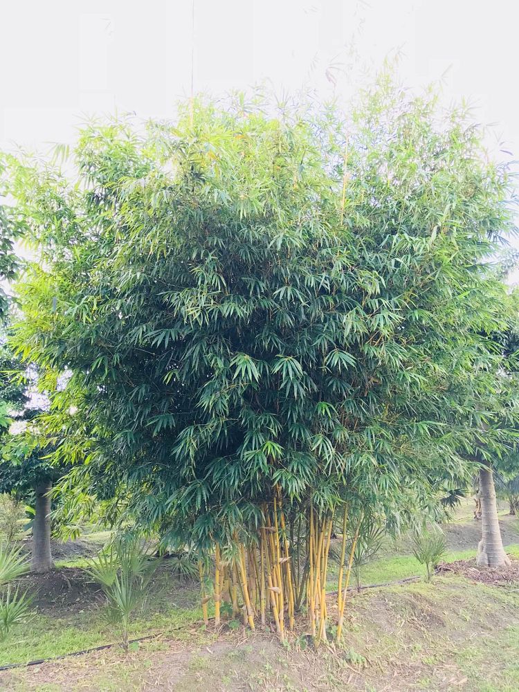 bambusa-eutuldoides-viridivittata-asian-lemon-bamboo