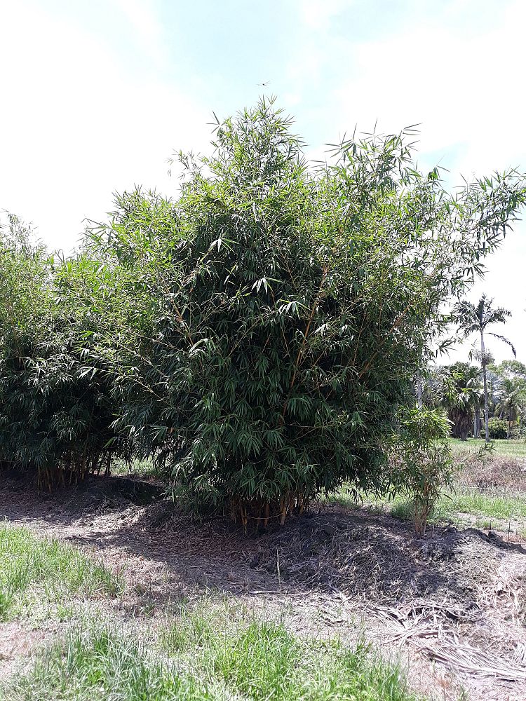bambusa-eutuldoides-viridivittata-asian-lemon-bamboo