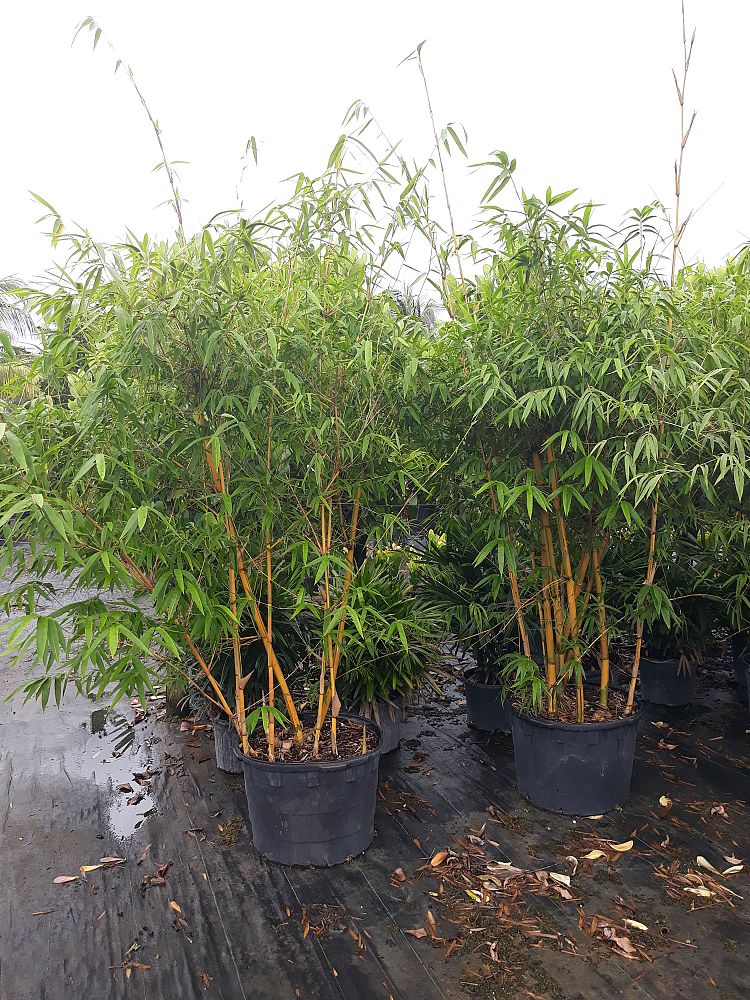 bambusa-eutuldoides-viridivittata-asian-lemon-bamboo