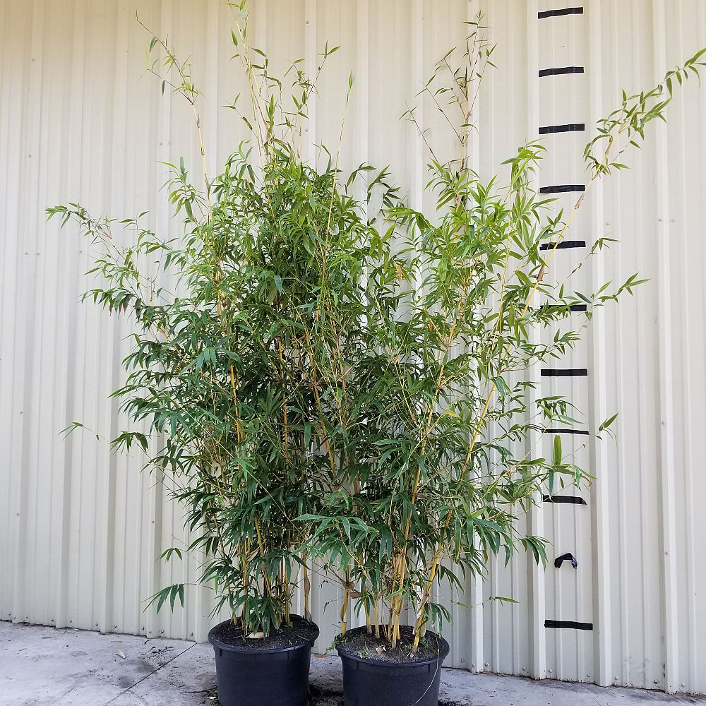 bambusa-eutuldoides-viridivittata-asian-lemon-bamboo