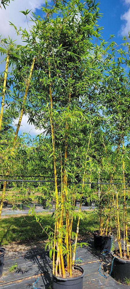 bambusa-eutuldoides-viridivittata-asian-lemon-bamboo