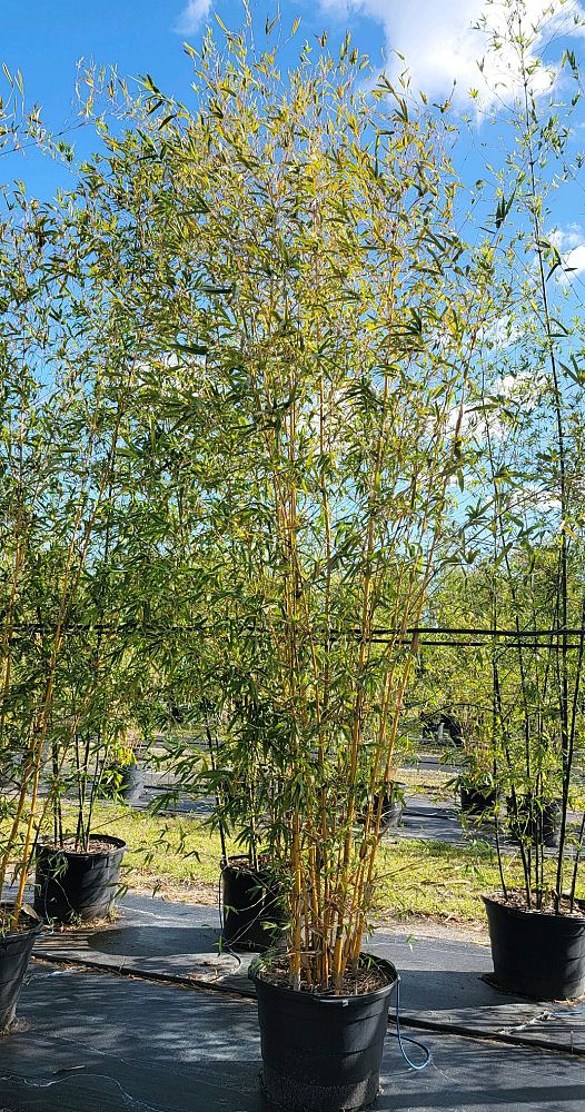 bambusa-eutuldoides-viridivittata-asian-lemon-bamboo