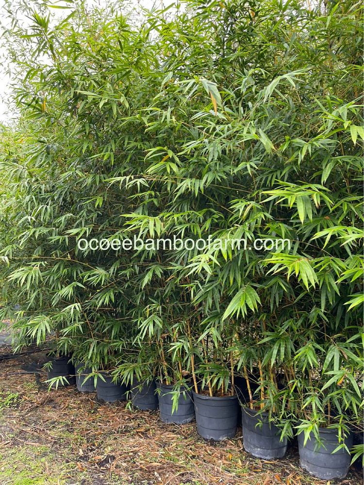 bambusa-eutuldoides-viridivittata-asian-lemon-bamboo