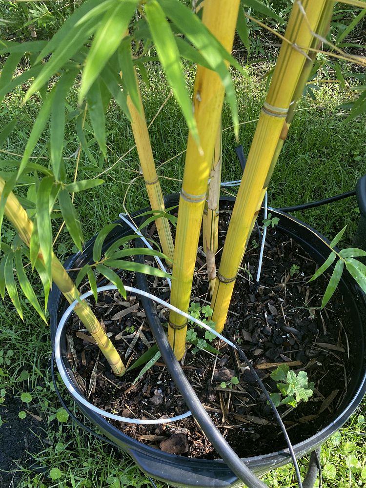 bambusa-eutuldoides-viridivittata-asian-lemon-bamboo