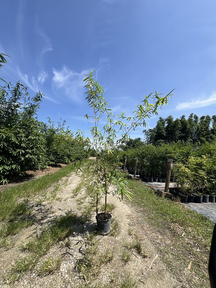 bambusa-eutuldoides-viridivittata-asian-lemon-bamboo