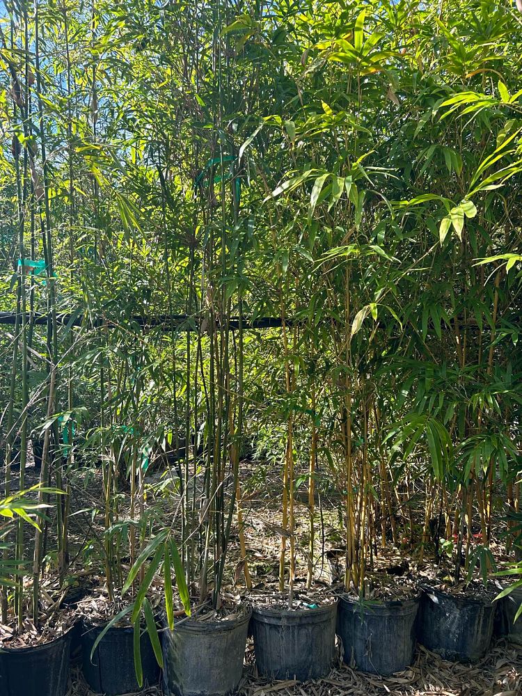 bambusa-eutuldoides-viridivittata-asian-lemon-bamboo
