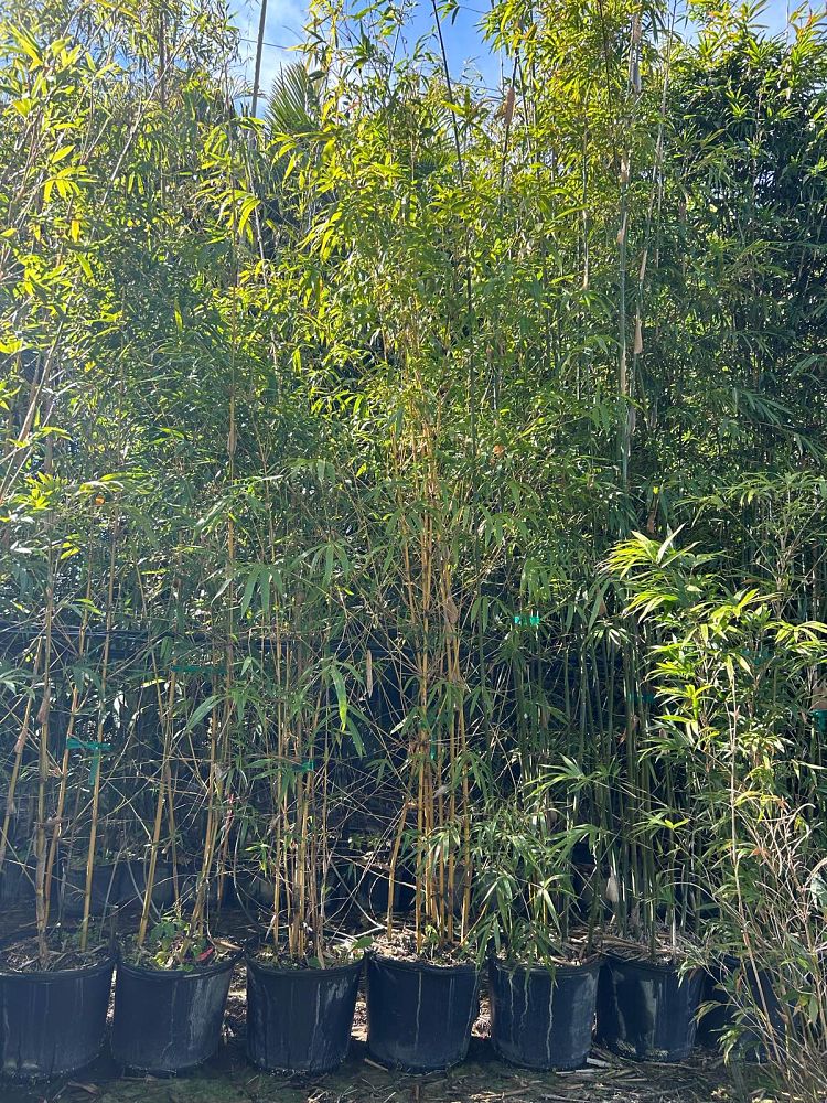 bambusa-eutuldoides-viridivittata-asian-lemon-bamboo