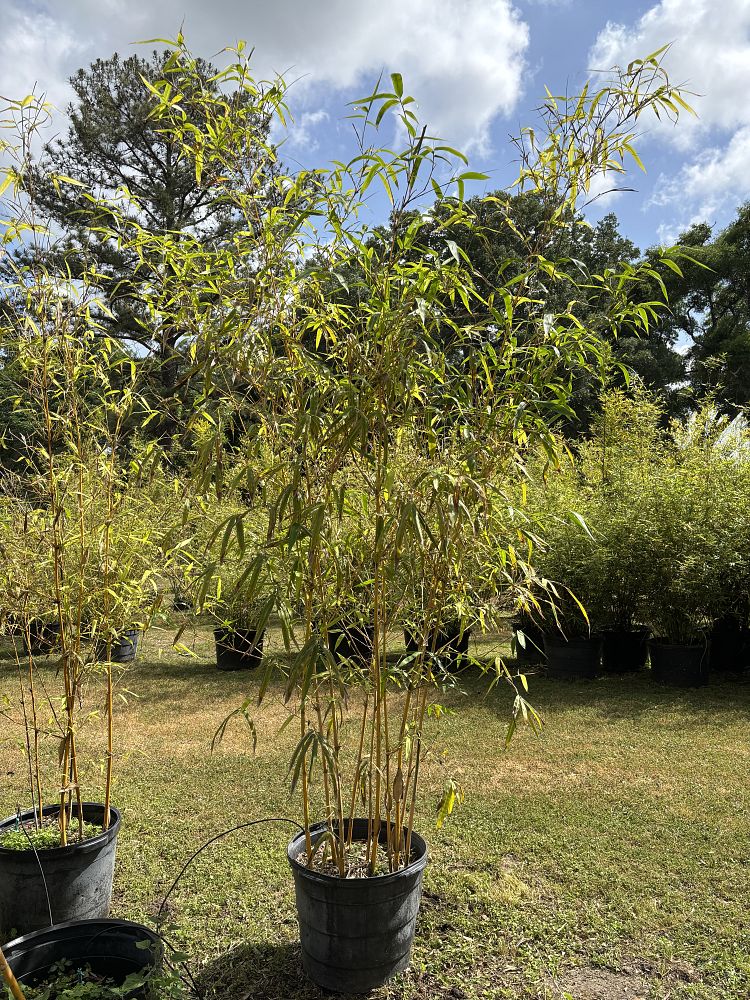 bambusa-eutuldoides-viridivittata-asian-lemon-bamboo