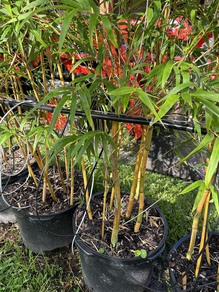 bambusa-eutuldoides-viridivittata-asian-lemon-bamboo