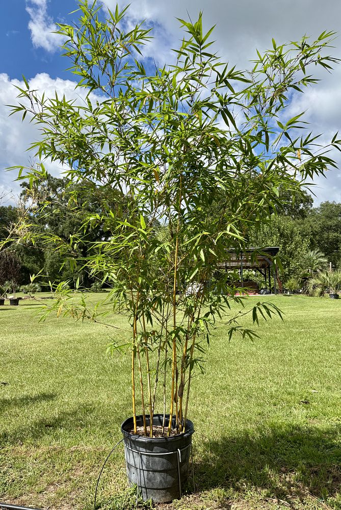 bambusa-eutuldoides-viridivittata-asian-lemon-bamboo