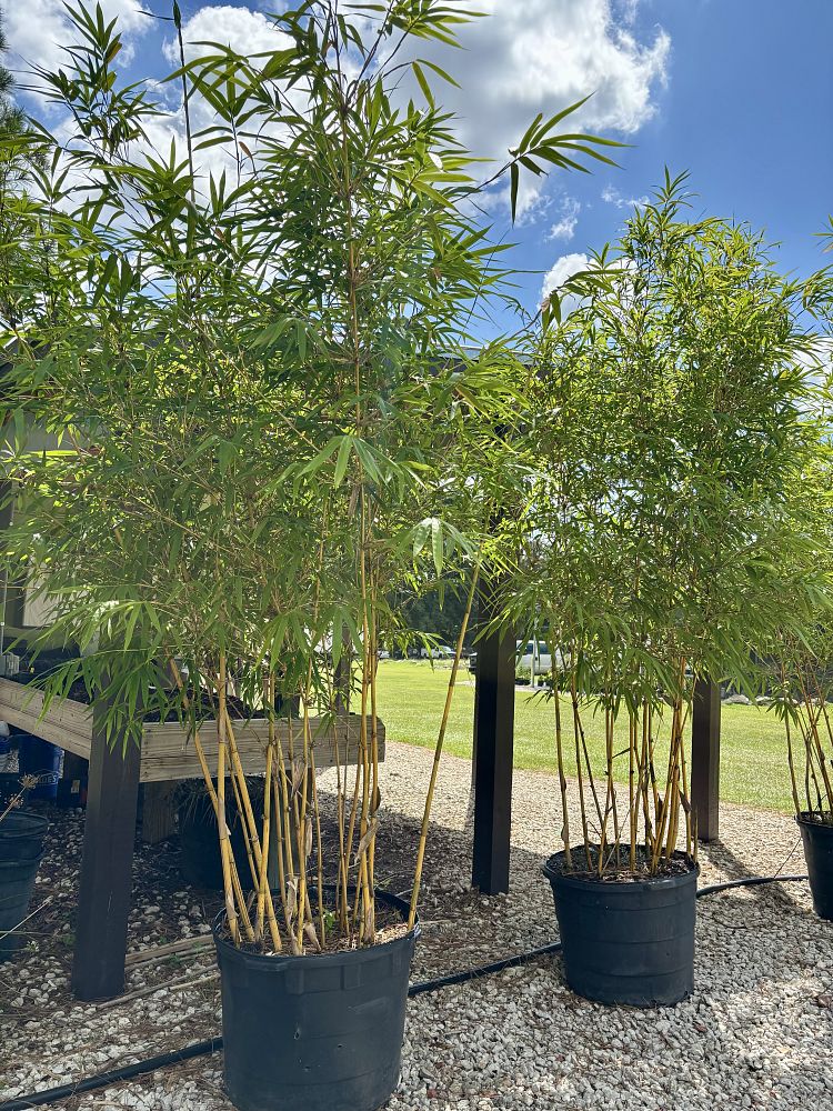 bambusa-eutuldoides-viridivittata-asian-lemon-bamboo