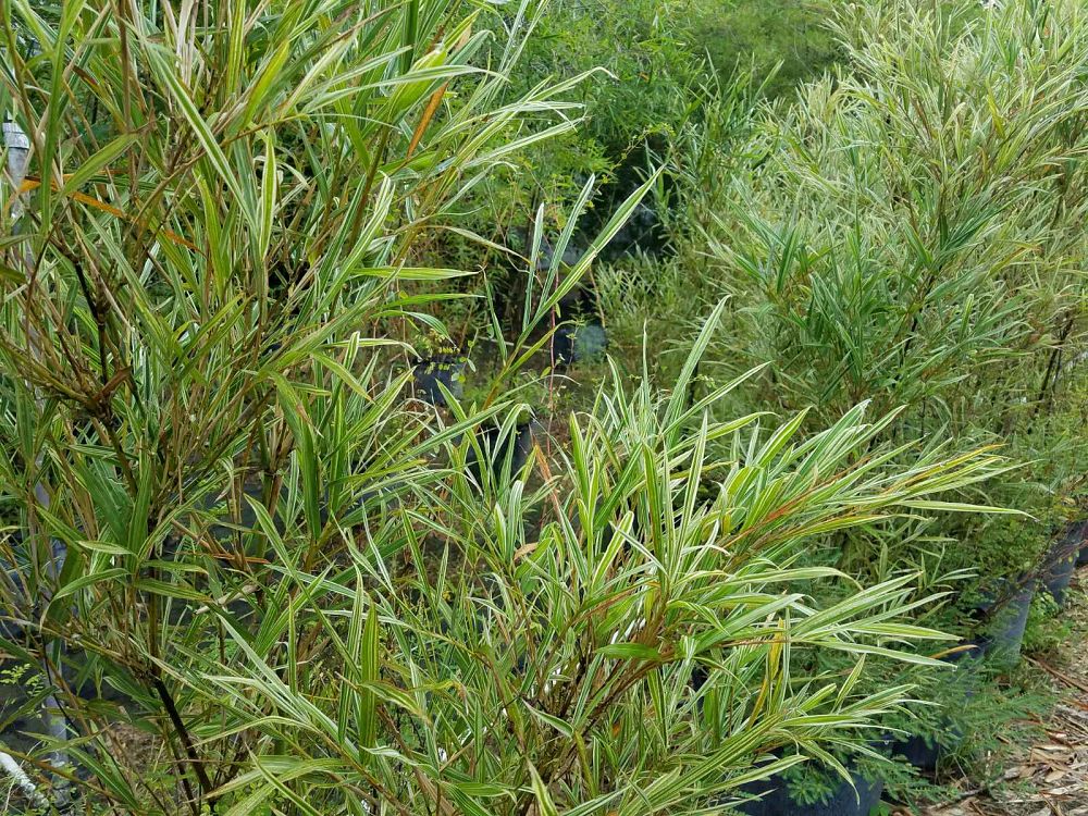 bambusa-glaucophylla-malay-dwarf-variegated-bamboo