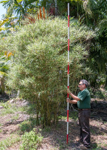 bambusa-glaucophylla-malay-dwarf-variegated-bamboo