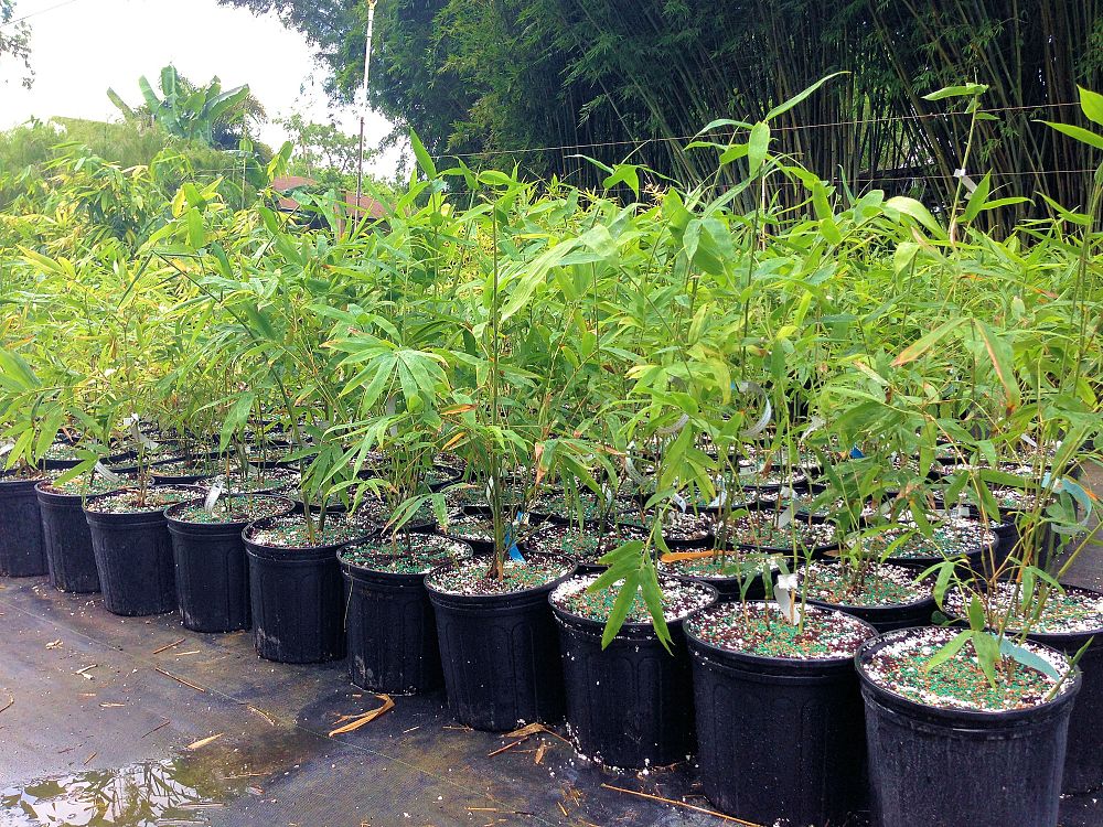 bambusa-guangxiensis-chinese-dwarf-bamboo