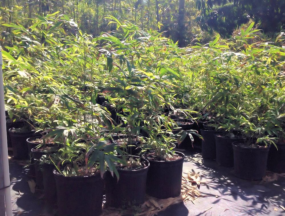 bambusa-guangxiensis-chinese-dwarf-bamboo