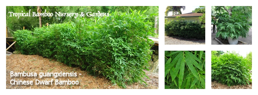 bambusa-guangxiensis-chinese-dwarf-bamboo