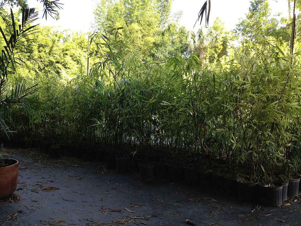 bambusa-lako-timor-black-bamboo