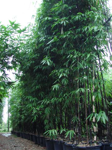 bambusa-lako-timor-black-bamboo