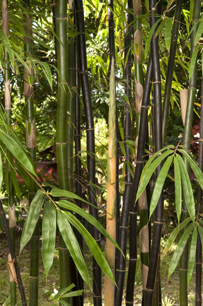 bambusa-lako-timor-black-bamboo