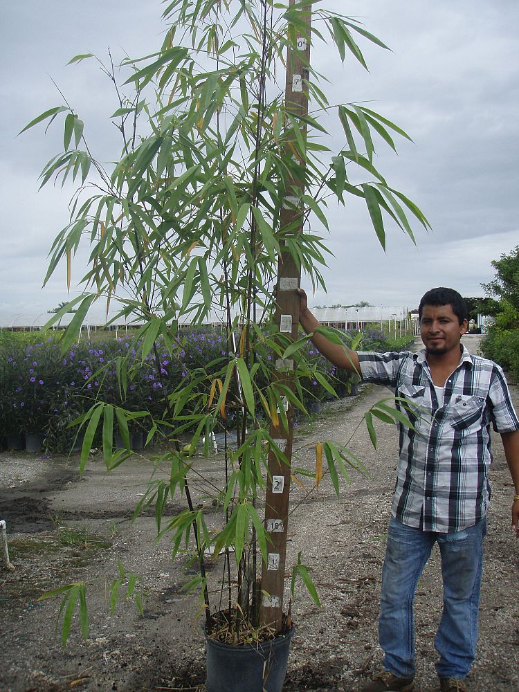 bambusa-lako-timor-black-bamboo